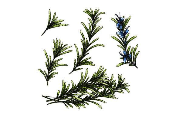 Download Rosemary Set Sketch Hand Drawn Vector - Vector Collection